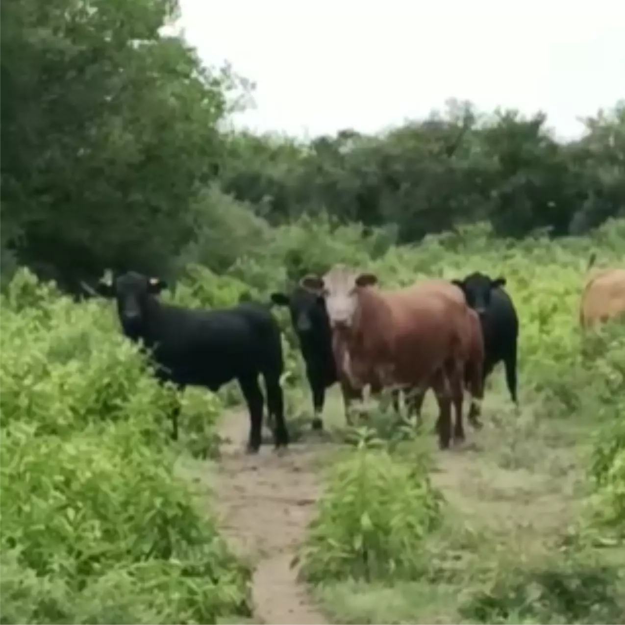 Oportunidad - Campo en Tulumba